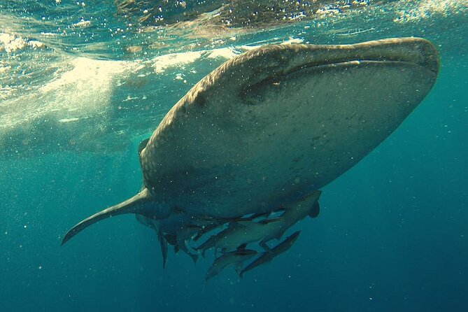 Whale Shark Snorkeling in La Paz - Your Start Point in La Paz: Where You Meet Pitas Tours