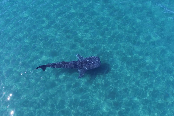Whale Shark snorkeling tour in a reduced group with local marine biologist - Meeting at Topete 125, then getting gear ready fast