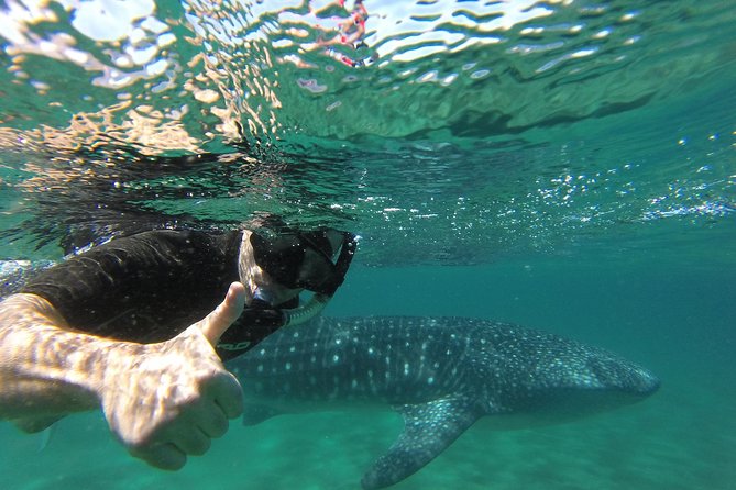 Whale Shark snorkeling tour in a reduced group with local marine biologist - Riding out to the whale shark area: calm when you get lucky, choppy when you don’t