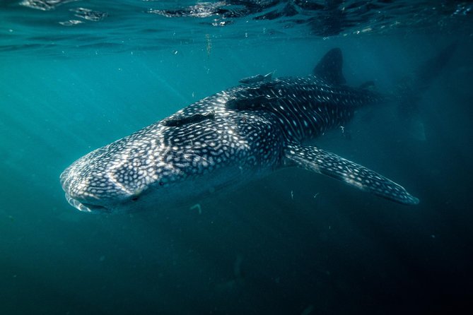 Whale Shark snorkeling tour in a reduced group with local marine biologist - Small boat, strict animal rules, and the turn system (max 14 boats)