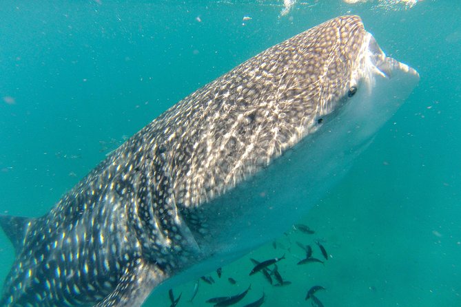 Whale Shark Swim Adventure in La Paz - Key highlights from the experience
