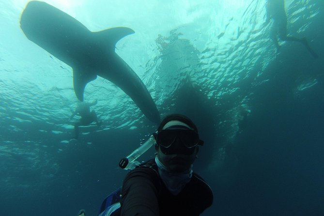 Whale Shark Swim Adventure in La Paz - La Paz and the whale shark factor: why this is special