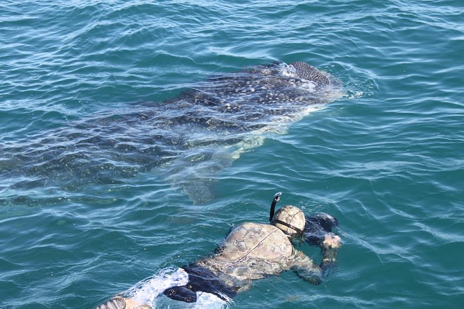 Whale Shark Swim Adventure in La Paz - Sea of Cortez swim zone: what the 50 minutes likely feels like