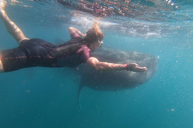 Whale Shark Swim Adventure in La Paz - How the guides handle the animal and your group