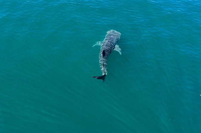 Whale Shark Swim Adventure in La Paz - Onboard snacks and water: the small stuff that matters