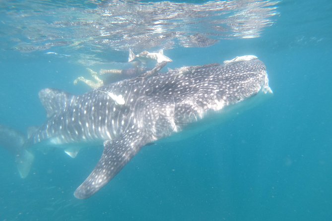 Whale Shark Swim Adventure in La Paz - Price and fees: what $110 really covers