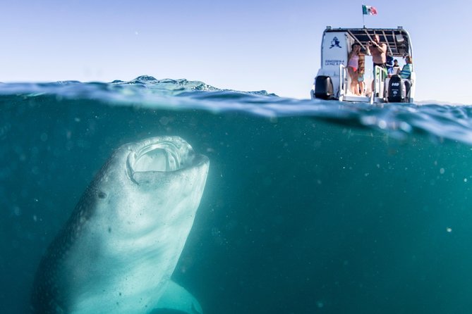 Whale Shark Swim Adventure in La Paz - Timing reality check: your start time can change