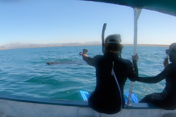 Whale Shark Swimming Adventure: Small Group with Marine Biologist - Key things I’d underline before you book