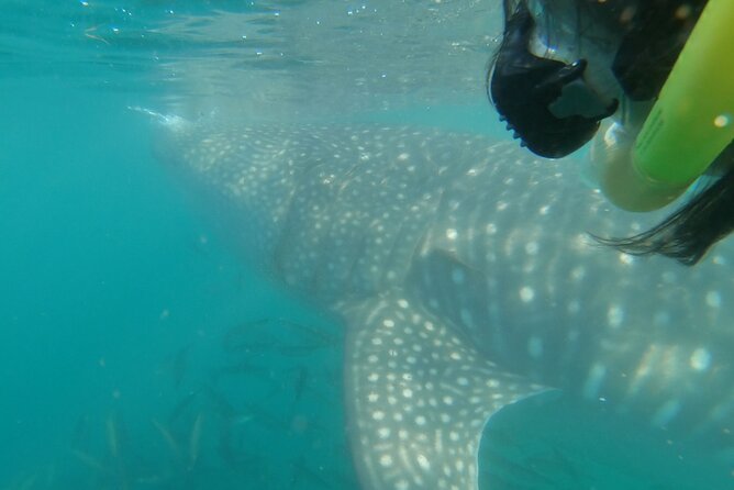 Whale Shark Swimming Adventure: Small Group with Marine Biologist - What the in-water experience feels like when the guide is running the show