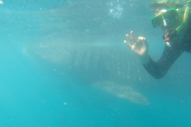 Whale Shark Swimming Adventure: Small Group with Marine Biologist - Safety rules that protect you and the sharks (and why you should care)