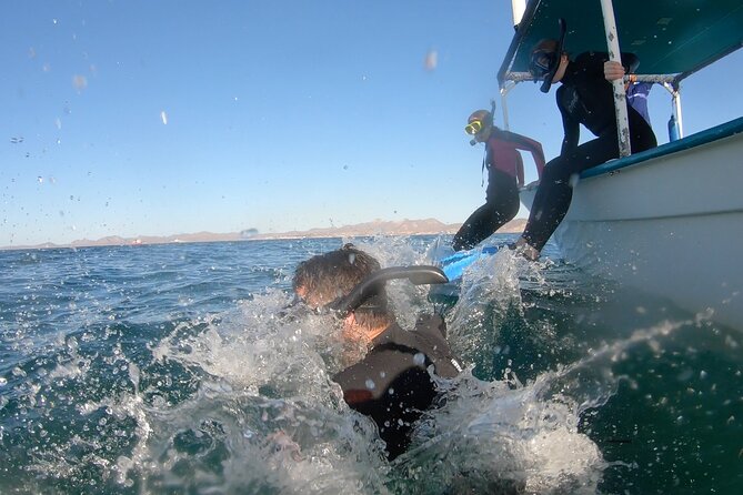 Whale Shark Swimming Adventure: Small Group with Marine Biologist - Price and value: $208.78 for 4 hours, what that buys you