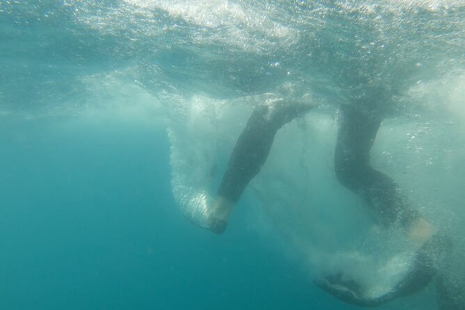 Whale Shark Swimming Adventure: Small Group with Marine Biologist - Who should book this whale shark swim, and who should think twice