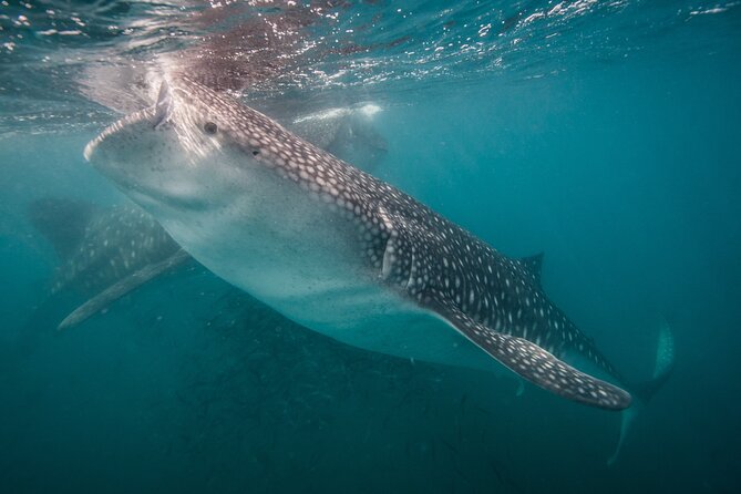 Whale Shark Swimming Adventure: Small Group with Marine Biologist - The short boat ride to the protected area, plus the briefing you actually need