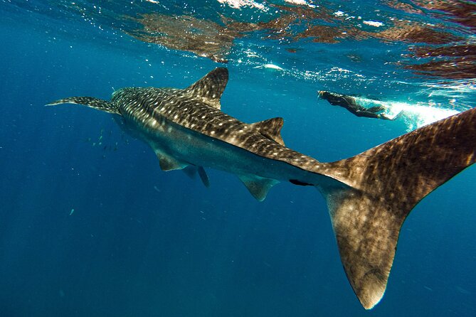 Whale Sharks and Sea Lions Snorkeling Picnic at Balandra Beach - Arriving For A 7:15am Marine Day In La Paz