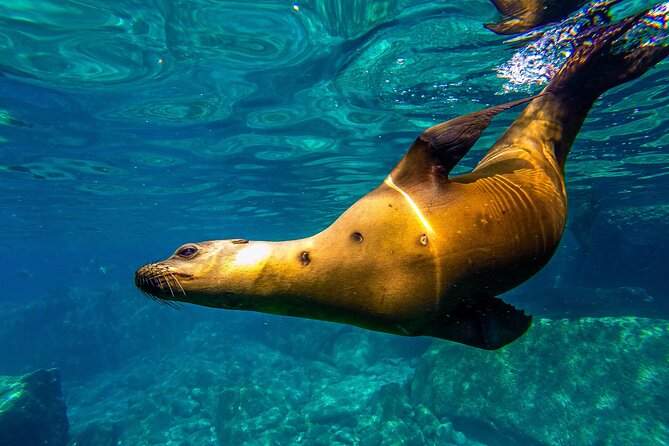 Whale Sharks and Sea Lions Snorkeling Picnic at Balandra Beach - Lunch At Balandra Beach: Vegan Options And A Real Break