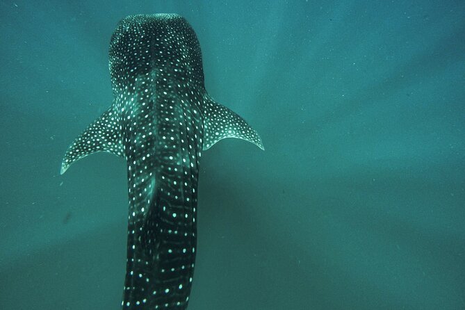 Whale Sharks and Sea Lions Snorkeling Picnic at Balandra Beach - Gear, Wetsuit Shorty, And Staying Warm