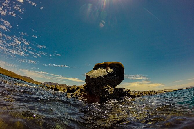 Whale Sharks and Sea Lions Snorkeling Picnic at Balandra Beach - GoPro Documentation: Your Hands Stay Free