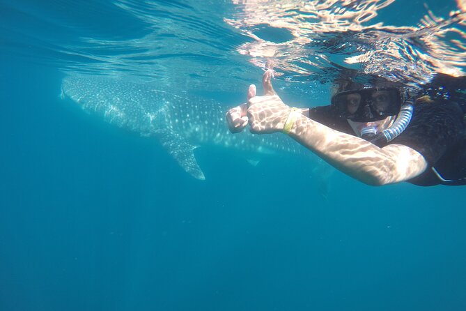 Whale sharks and sea lions snorkeling plus Balandra beach lunch - Balandra Beach lunch: a real break, not just a stop