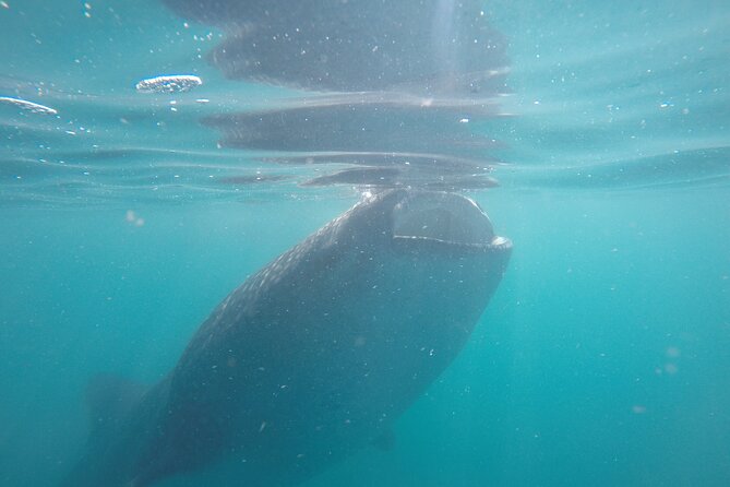 Whale sharks and sea lions snorkeling plus Balandra beach lunch - Gear, photos, and what is actually included