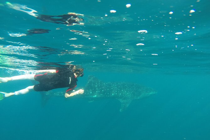 Whale sharks and sea lions snorkeling plus Balandra beach lunch - Weather and comfort: why your clothing matters here