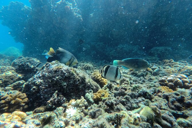 Whale sharks and sea lions snorkeling plus Balandra beach lunch - Who this trip fits best, and who should skip it