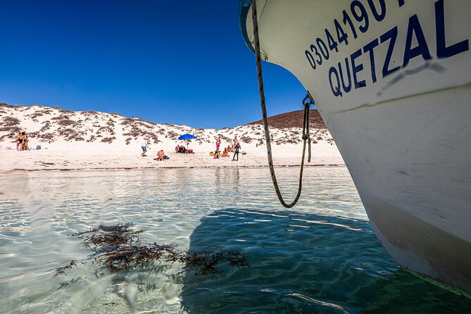 Whale sharks and sea lions snorkeling plus Balandra beach lunch - The whale shark snorkeling: how it stays controlled and not chaotic