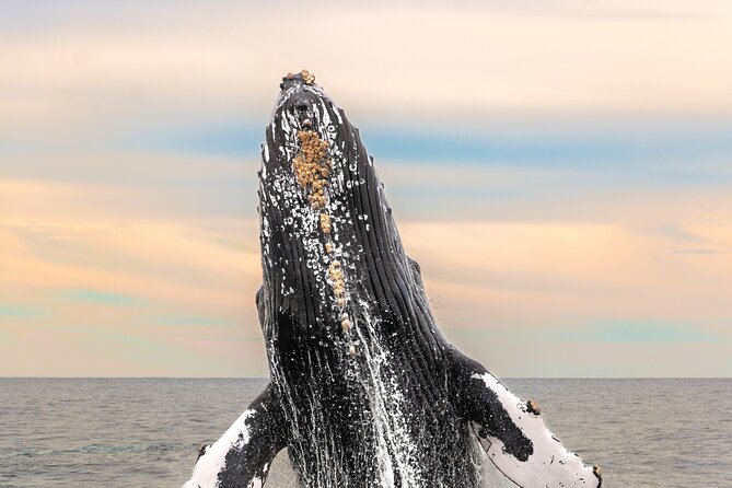 Whale Tour, Arch, Professional Photos & Hydrophone - Key Highlights You Should Care About