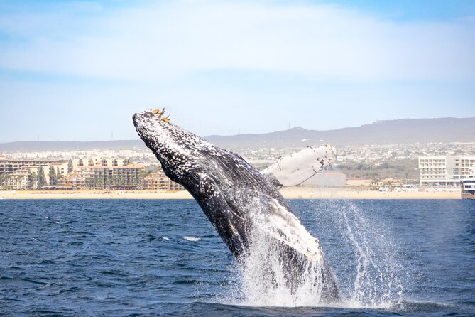 Whale Tour, Arch, Professional Photos & Hydrophone - Stop 1: Arch of Cabo San Lucas, Beaches, and Rock Formations