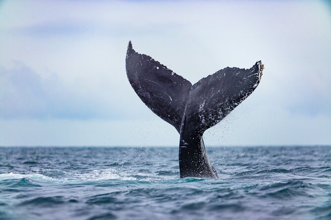 Whale Tour, Arch, Professional Photos & Hydrophone - Included Gear and Why It Changes Your Experience