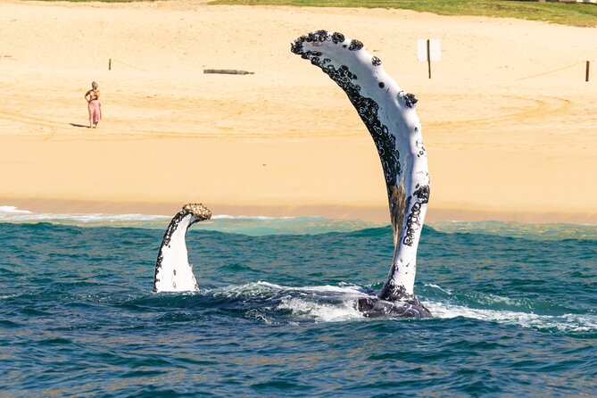 Whale Tour, Arch, Professional Photos & Hydrophone - Group Size, English-Friendly, and How to Plan Your Day