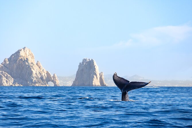 Whale Tour, Arch, Professional Photos & Hydrophone - Meeting Point at Hard Rock Cafe, Puerto Paraiso Mall Marina Area