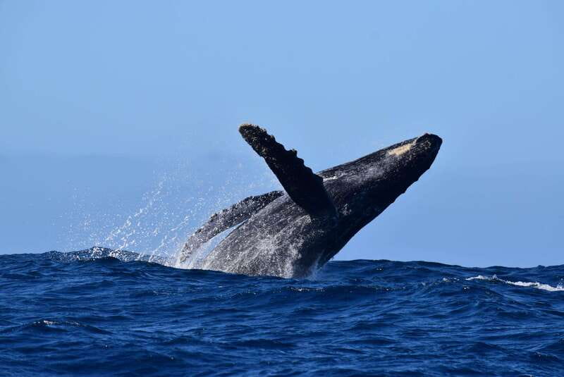 Whale Watch Cabo: Group Whale Watching Tour - FREE photos - Key things that make this whale watch tour work
