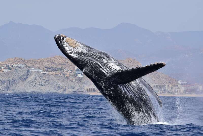 Whale Watch Cabo: Group Whale Watching Tour - FREE photos - Getting to Whale Watch Cabo: Plaza Bonita and the departure schedule