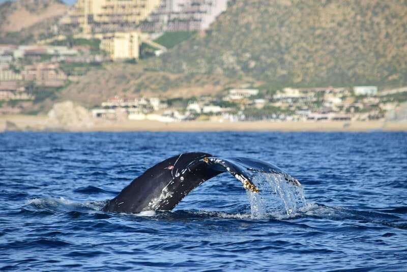 Whale Watch Cabo: Group Whale Watching Tour - FREE photos - The first stretch out of the bay: Pelican Rock, Lovers Beach, and the Arch