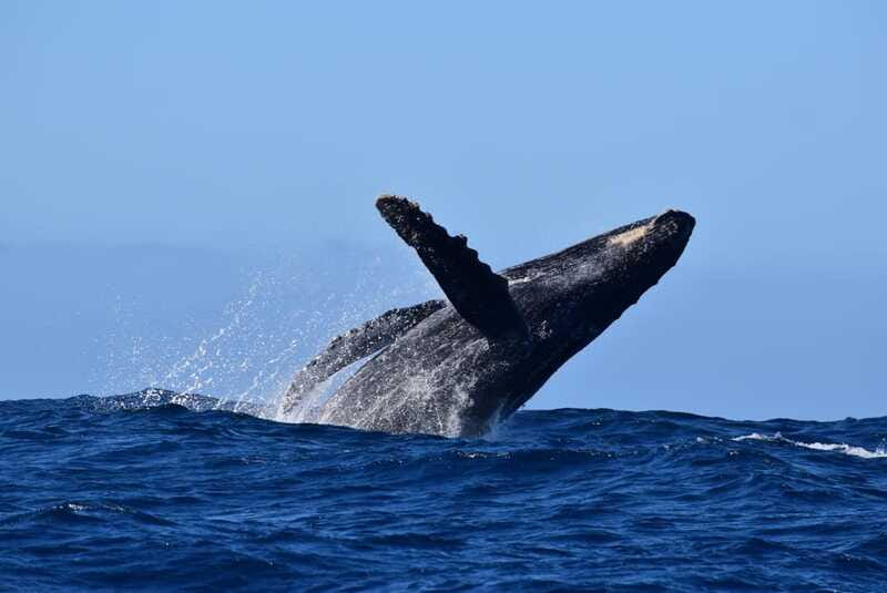 Whale Watch Cabo: Group Whale Watching Tour - FREE photos - When conditions allow, you can listen to humpbacks with a hydrophone