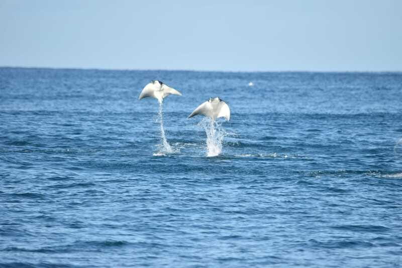 Whale Watch Cabo: Group Whale Watching Tour - FREE photos - Whale sightings guarantee: how it works and when it applies