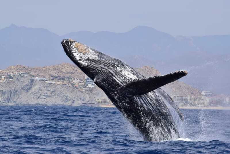 Whale Watch Cabo: Group Whale Watching Tour - FREE photos - Free tour photos via Dropbox: the easy souvenir system