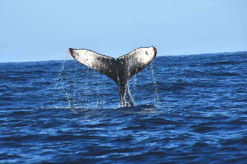 Whale Watch Cabo: Zodiac Whale Adventure - FREE Photos - Key things to know before you book