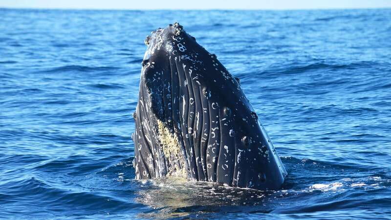 Whale Watch Cabo: Zodiac Whale Adventure - FREE Photos - Why this Cabo zodiac whale tour feels different