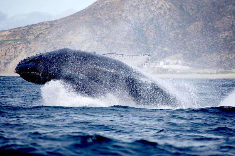 Whale Watch Cabo: Zodiac Whale Adventure - FREE Photos - What you can see: humpbacks, dolphins, turtles, rays, and more