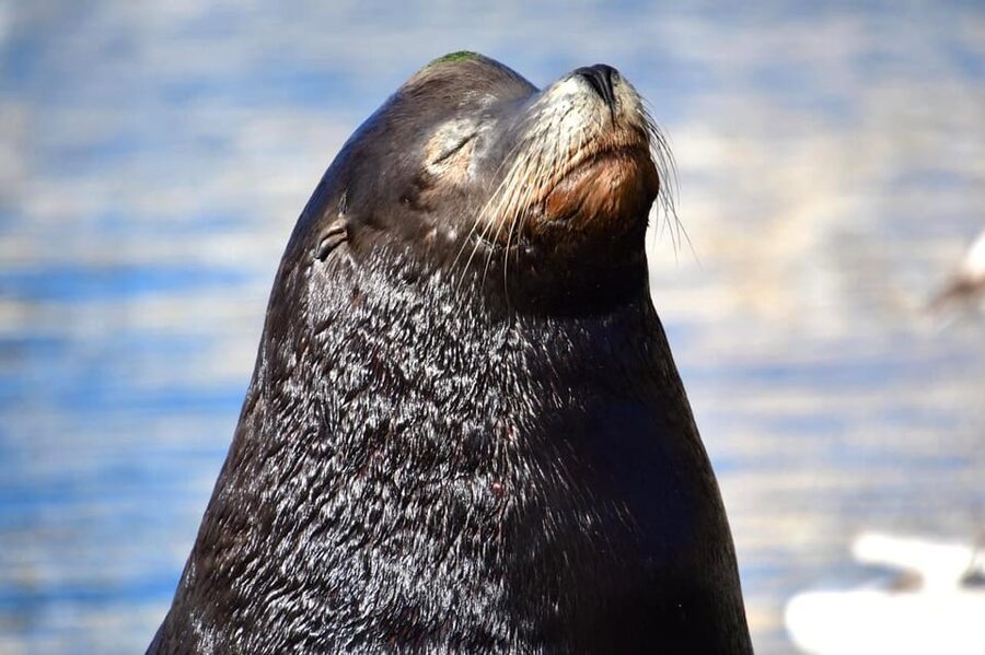 Whale Watch Cabo: Zodiac Whale Adventure - FREE Photos - Whale Sightings Guarantee in peak season, and why it changes the odds
