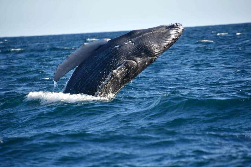 Whale Watch Cabo: Zodiac Whale Adventure - FREE Photos - FREE photos via Dropbox: the easiest souvenir you will not regret