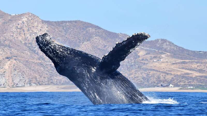 Whale Watch Cabo: Zodiac Whale Adventure - FREE Photos - Price and value: what $122 buys (and what it does not)