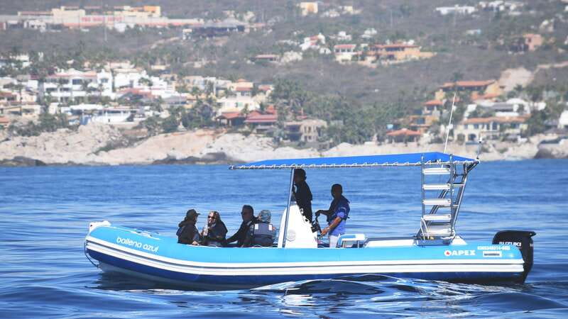 Whale Watch Cabo: Zodiac Whale Adventure - FREE Photos - Getting there: Plaza Bonita, Starbucks nearby, and an easy start
