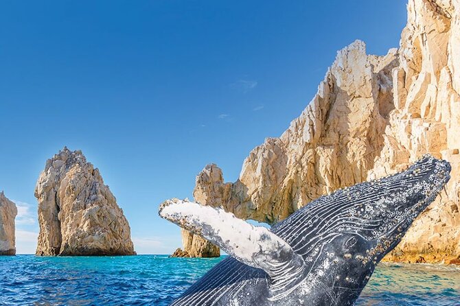 Whale Watching and Cabo San Lucas Arch - Key things to know before you go