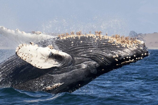 Whale Watching and Cabo San Lucas Arch - Where to meet: Gregory Tours at the Medano marina
