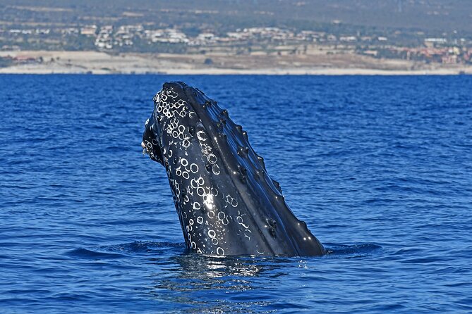 Whale Watching by Zodiac in Cabo San Lucas with Photos Included - Key highlights you will care about