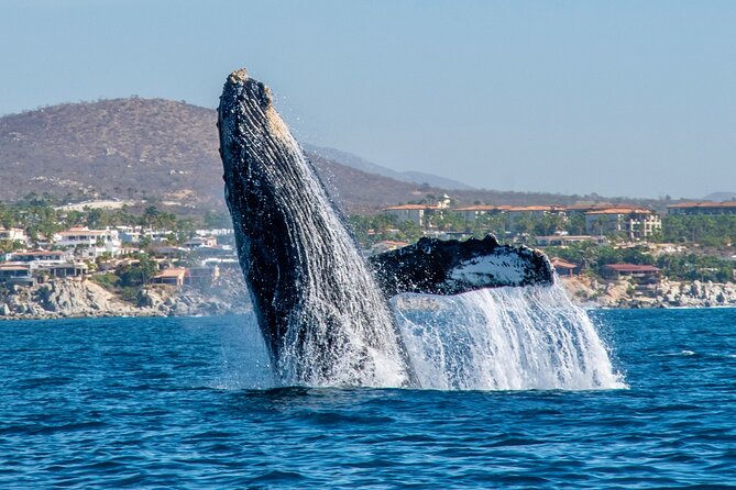 Whale Watching by Zodiac in Cabo San Lucas with Photos Included - Cabo whale season timing, and what you are really looking for