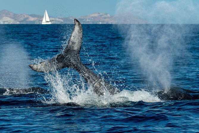 Whale Watching by Zodiac in Cabo San Lucas with Photos Included - Hydrophone whale songs, and how to make the listening moment work