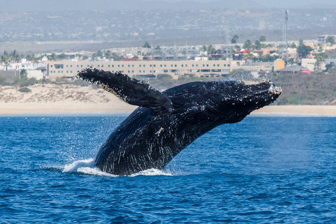 Whale Watching by Zodiac in Cabo San Lucas with Photos Included - Photos and videos included, what to expect and how to avoid stress
